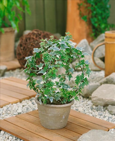 Hedera helix Variegata