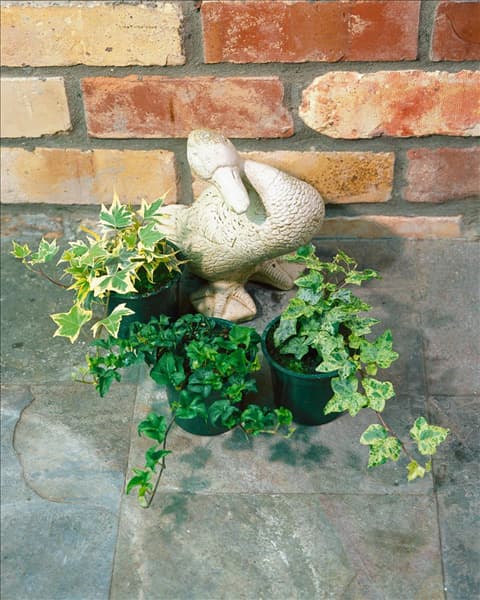 Hedera helix mixed