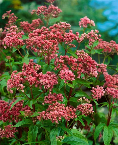 Eupatorium cannabinum