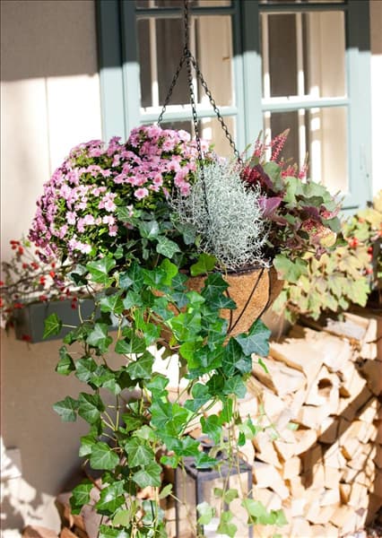 Herbstlich bepflanzte Blumenampel
