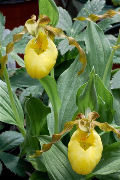 Cypripedium calceolus