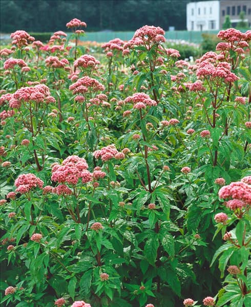 Eupatorium cannabinum Plenum