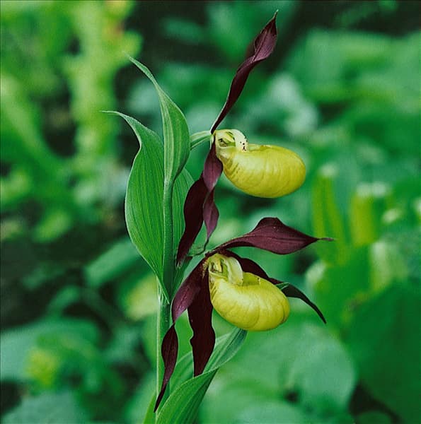 Cypripedium calceolus