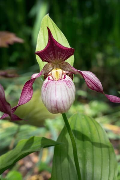 Cypripedium Aki