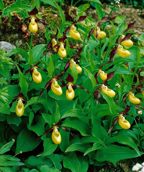 Cypripedium calceolus
