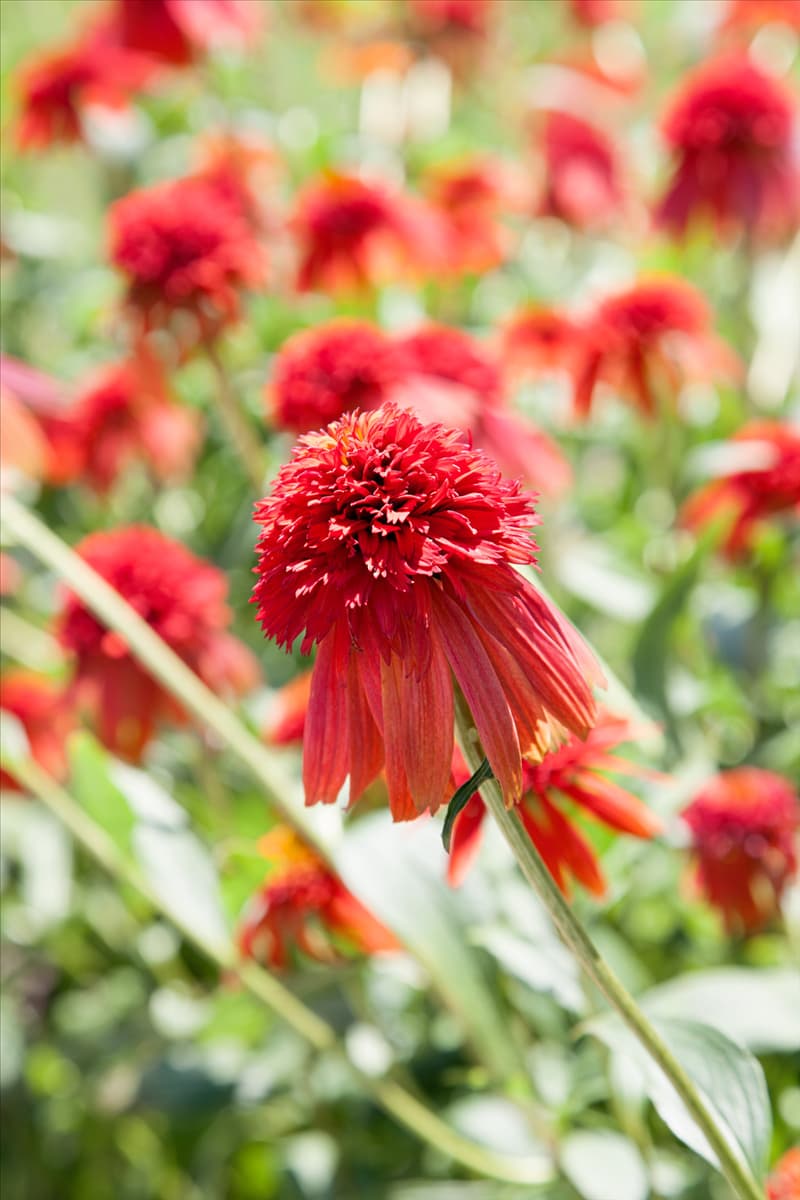 Echinacea purpurea Hot Papaya