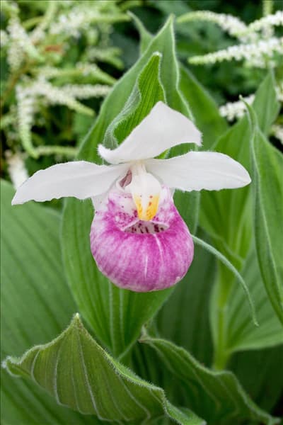 Cypripedium reginae