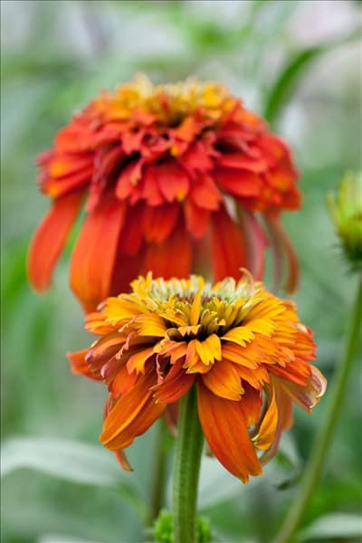 Echinacea purpurea Hot Papaya