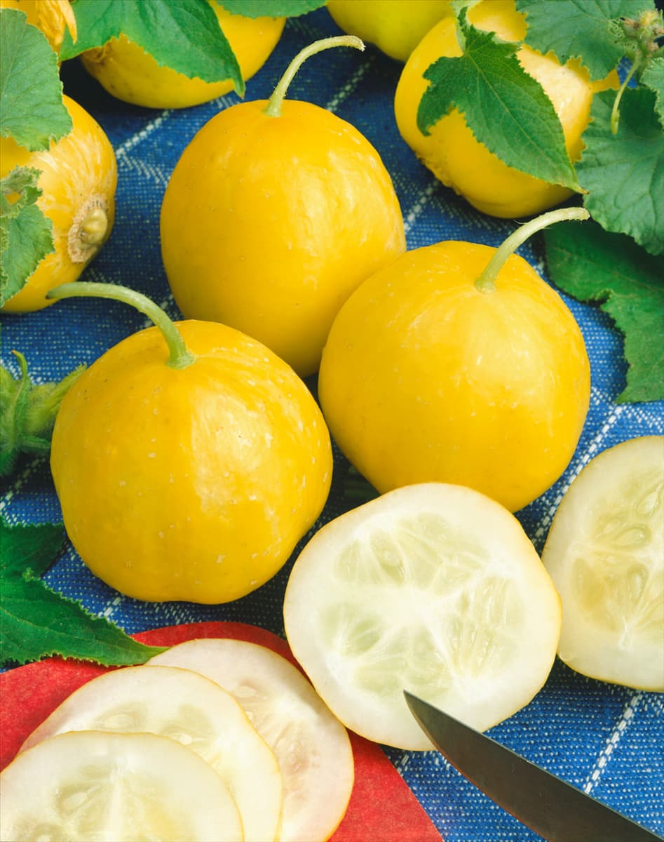 Cucumis sativus Lemon Apple