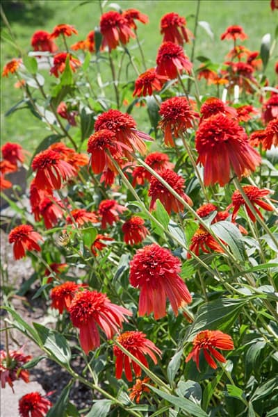 Echinacea purpurea Hot Papaya