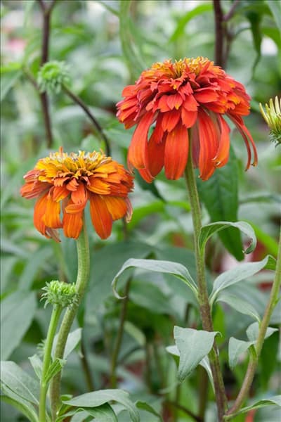 Echinacea purpurea Hot Papaya
