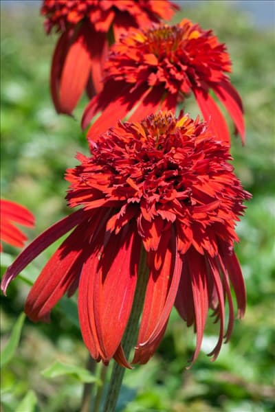 Echinacea purpurea Hot Papaya