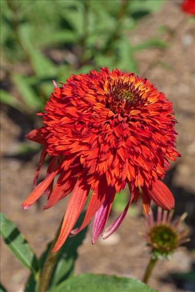 Echinacea purpurea Hot Papaya