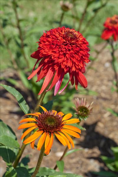 Echinacea purpurea Hot Papaya