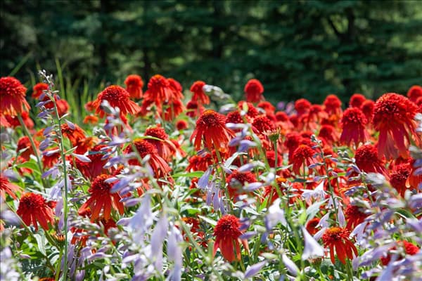 Echinacea purpurea Hot Papaya