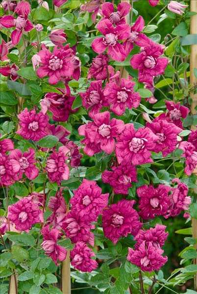 Clematis viticella Purpurea Plena Elegans
