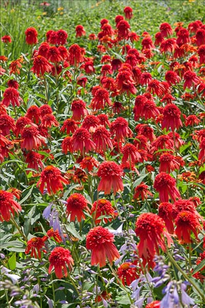 Echinacea purpurea Hot Papaya