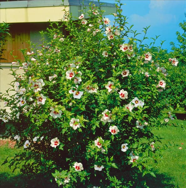 HIBISCUS SYRIACUS RED HEART