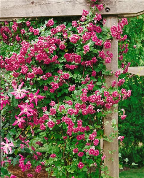 Clematis viticella Purpurea Plena Elegans