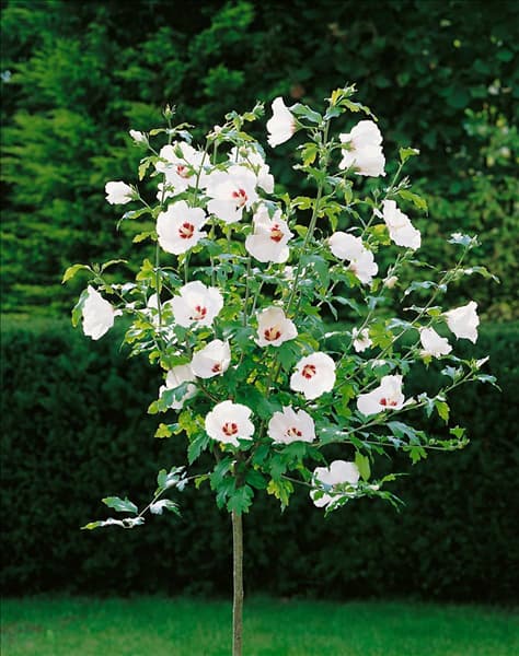 Hibiscus syriacus Red Heart