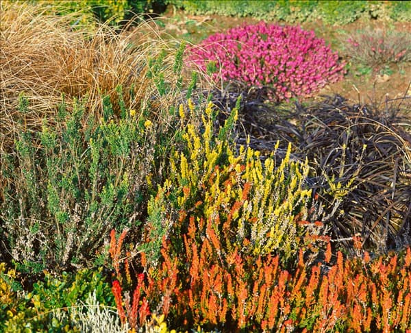Heidegarten im Winter