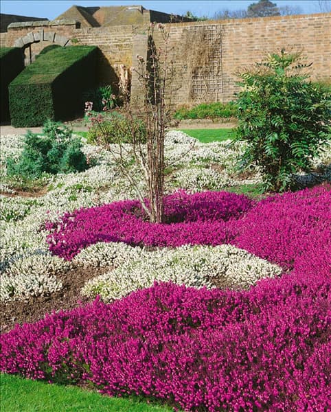 Heidegarten / heath garden