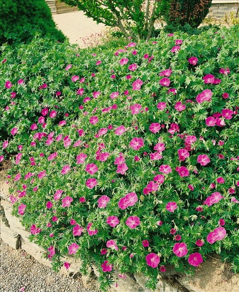 Geranium sanguineum 'Inverness'