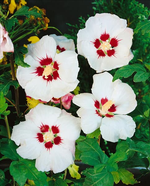 HIBISCUS SYRIACUS RED HEART