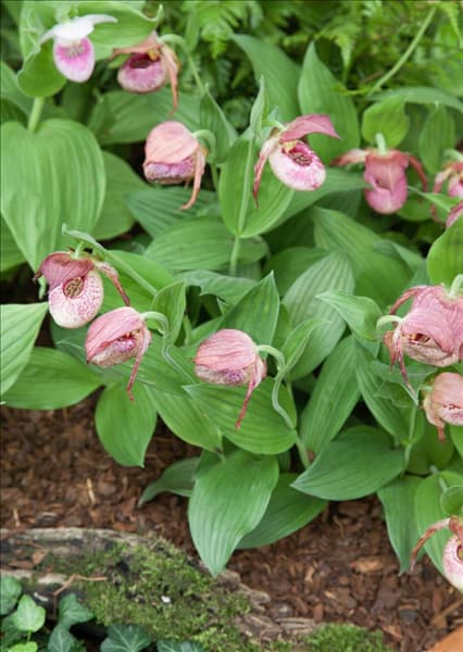Cypripedium Kentucky Pink