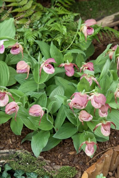 Cypripedium Kentucky Pink