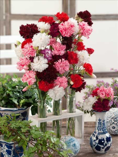 Dianthus caryophyllus Ikat