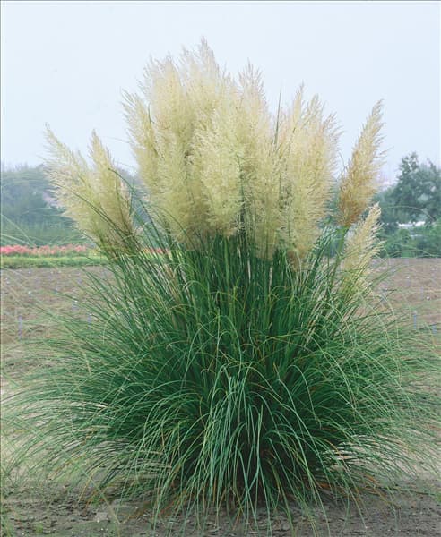 Cortaderia selloana Pumila