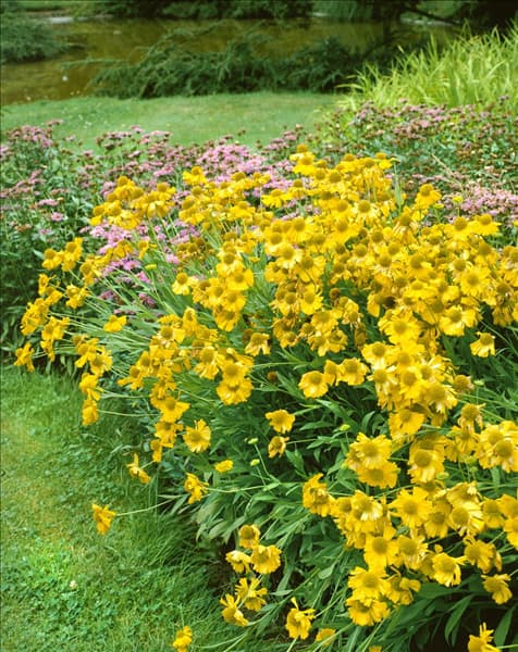 Helenium bigelovii The Bishop