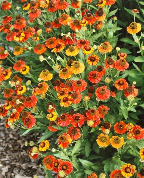 Helenium Red Army