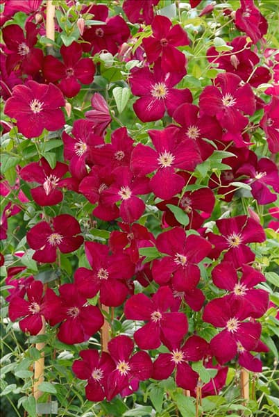 Clematis viticella Royal Velours