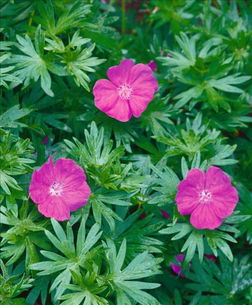 Geranium Tiny Monster