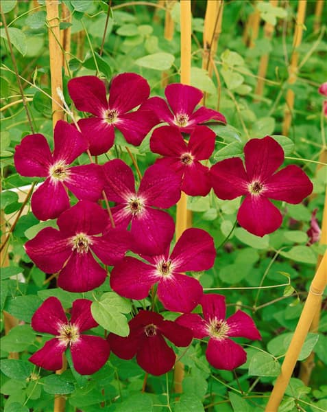 Clematis viticella Royal Velours