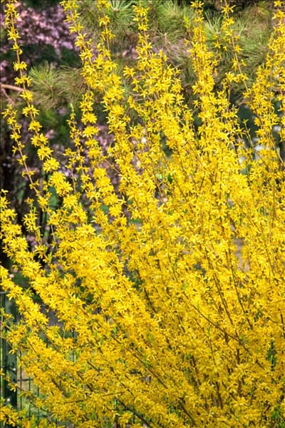 Forsythia x intermedia