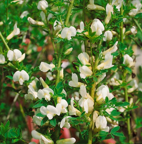 Chamaecytisus purpureus Albus
