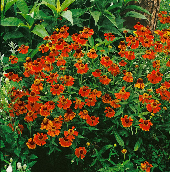 Helenium autumnale Moerheim Beauty