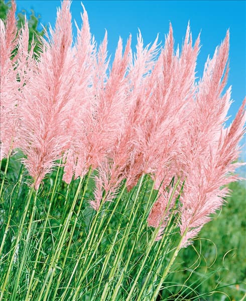 Cortaderia selloana Rosea