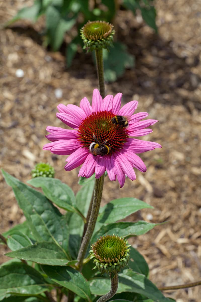 Echinacea purpurea Little Magnus