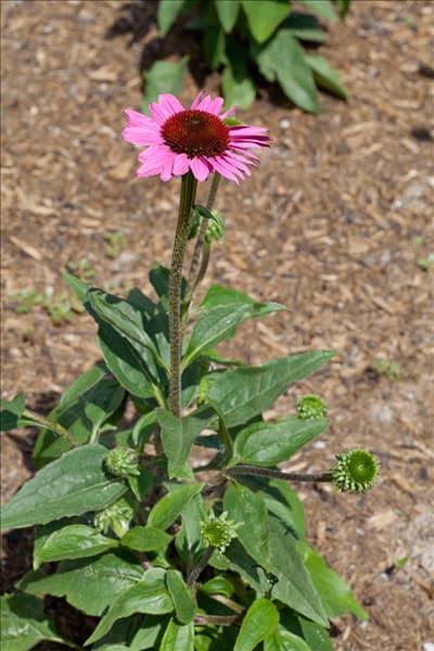 Echinacea purpurea Little Magnus