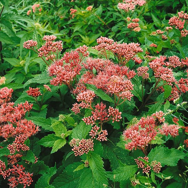 Eupatorium purpureum