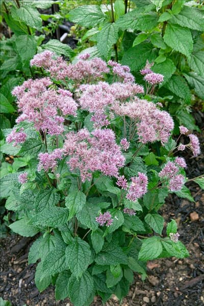 Eupatorium purpureum Little Joe