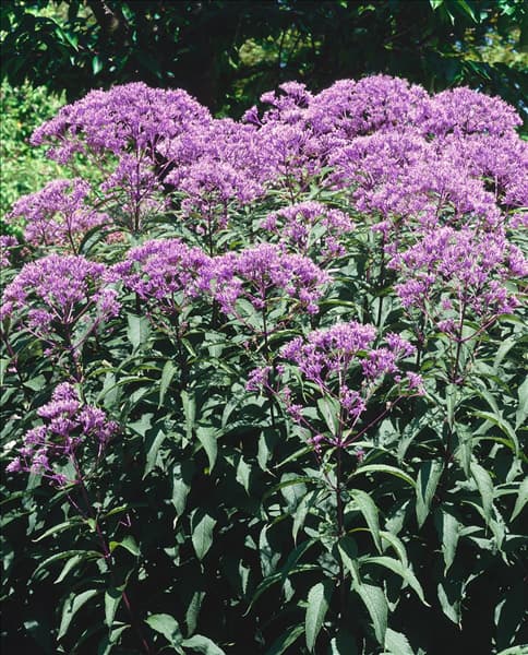 Eupatorium purpureum Baby Joe