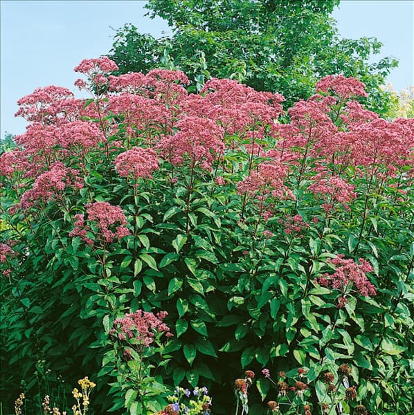 Eupatorium purpureum