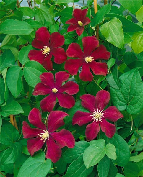 CLEMATIS WARSZAWSKA NIKE