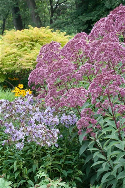 Eupatorium purpureum und Phlox paniculata