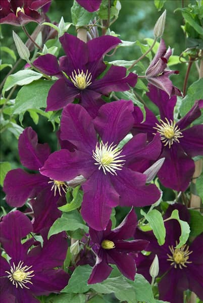 Clematis Warszawska Nike